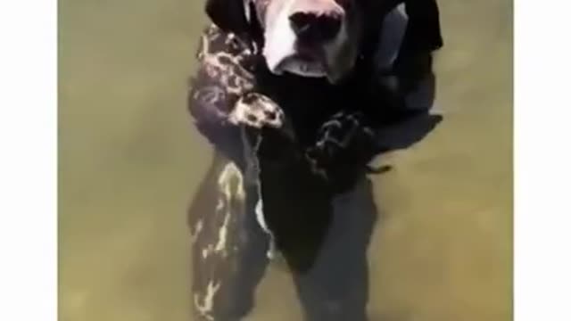 Funny animals cats and dogs Cute Animals dogs cats