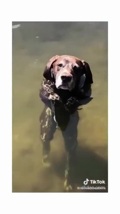 Funny animals cats and dogs Cute Animals dogs cats