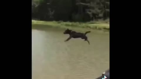 The BEST Funny ANIMALS videos