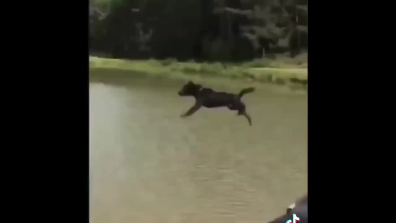 The BEST Funny ANIMALS videos