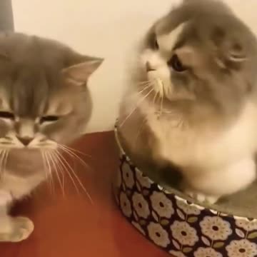 cute Cat's fight #shorts