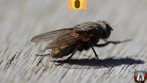 Insect moments funny