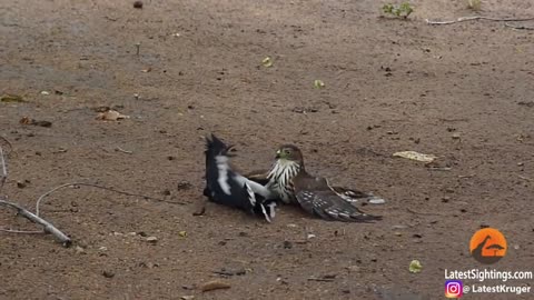 Hawk Tries to Kill Cuckoo Bird