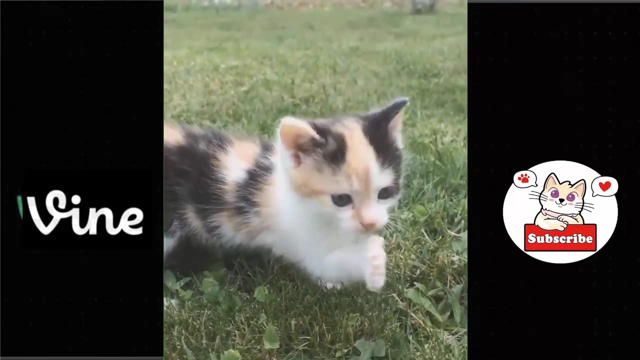 Best Funny Animal Videos Of The 2023 π€£ - Funniest Cats And Dogs Videos πΊπππΆ Funny cat & dog videos π