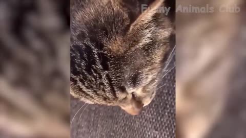 Funniest Animals Videos😂 - Best Cats😹 and Dogs🐶 Videos 2022