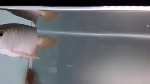 Red Arowana fish