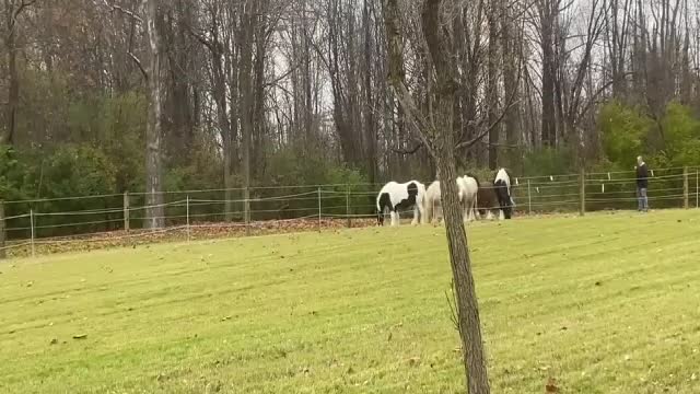 Paradise Paddock Rolling Thunder GypsyVanners first time on Track