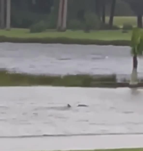 Sharks Seen Swimming On The Streets Of Florida Due To Hurricane Ian