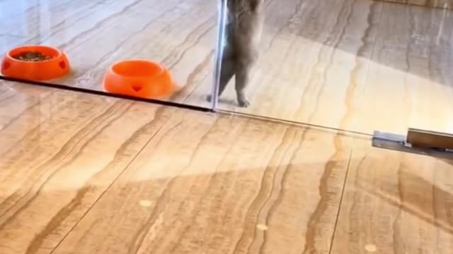 Cat Pole Dancing #Funny #Video