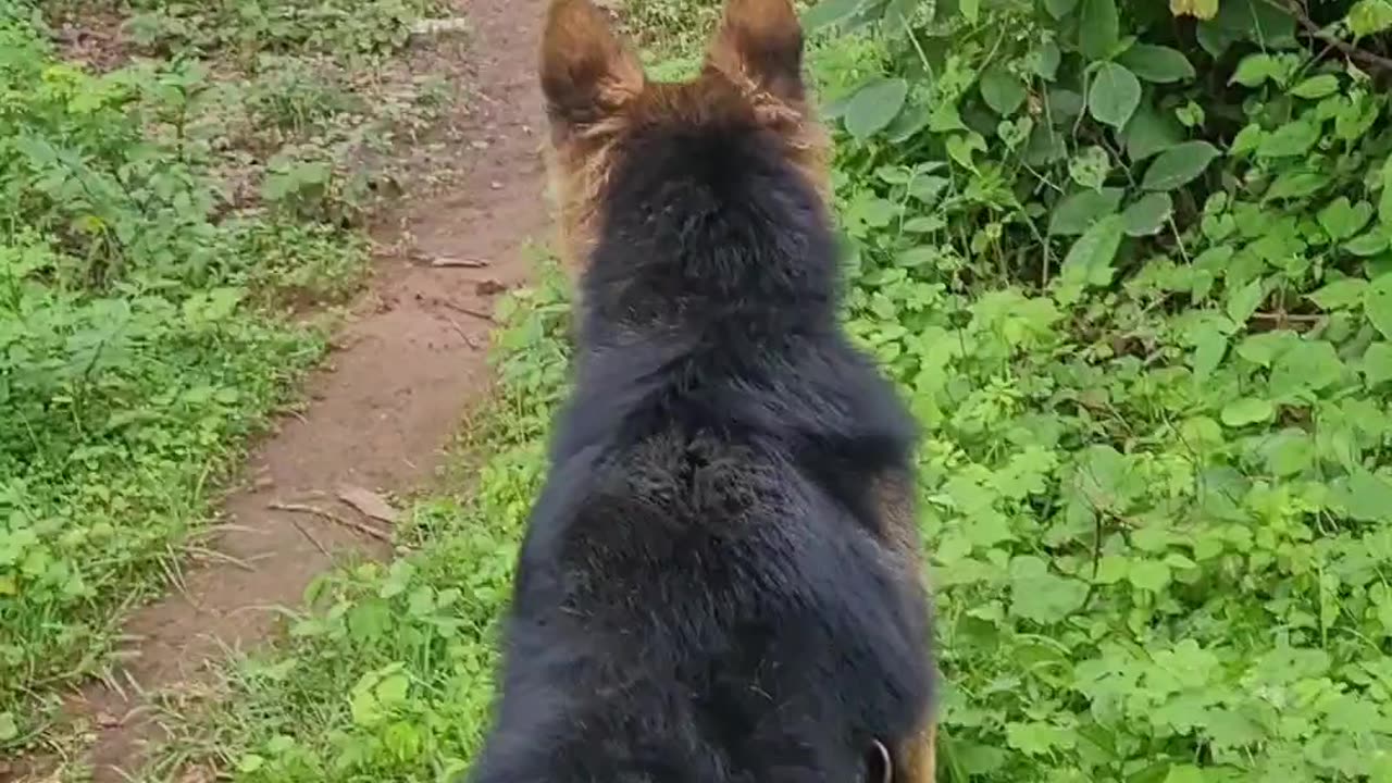 My dog barking a cows