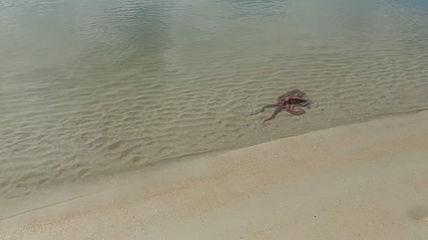 Octopus foraging in shallow water