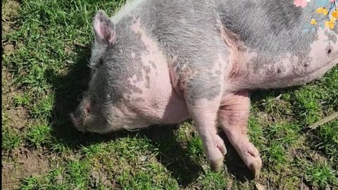 Fun in the Sun and belly rubs from mom!