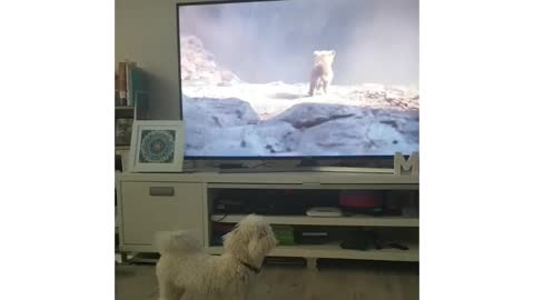 maya doesn’t like those scary hyenas In the lion king movie