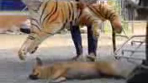 Troll Prank Dog Funny & fake Lion and Fake Tiger Prank To dog & Huge Box Prank to dog