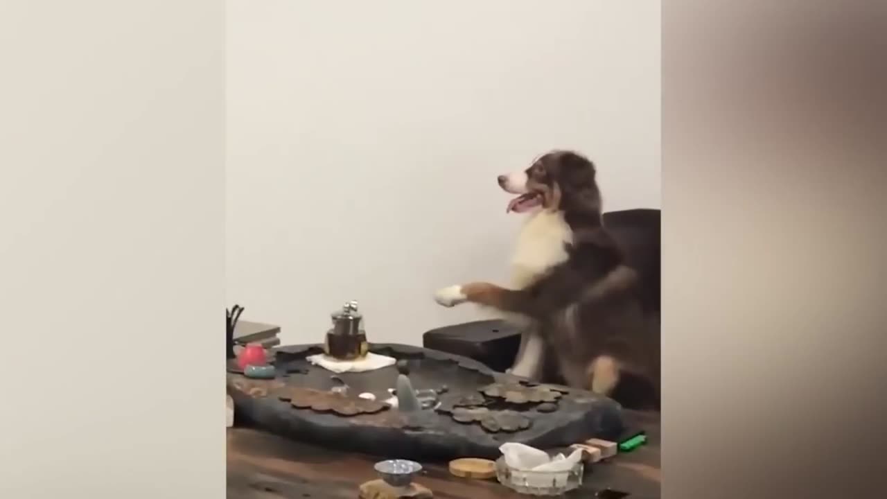 cat and dog funny video ❤️