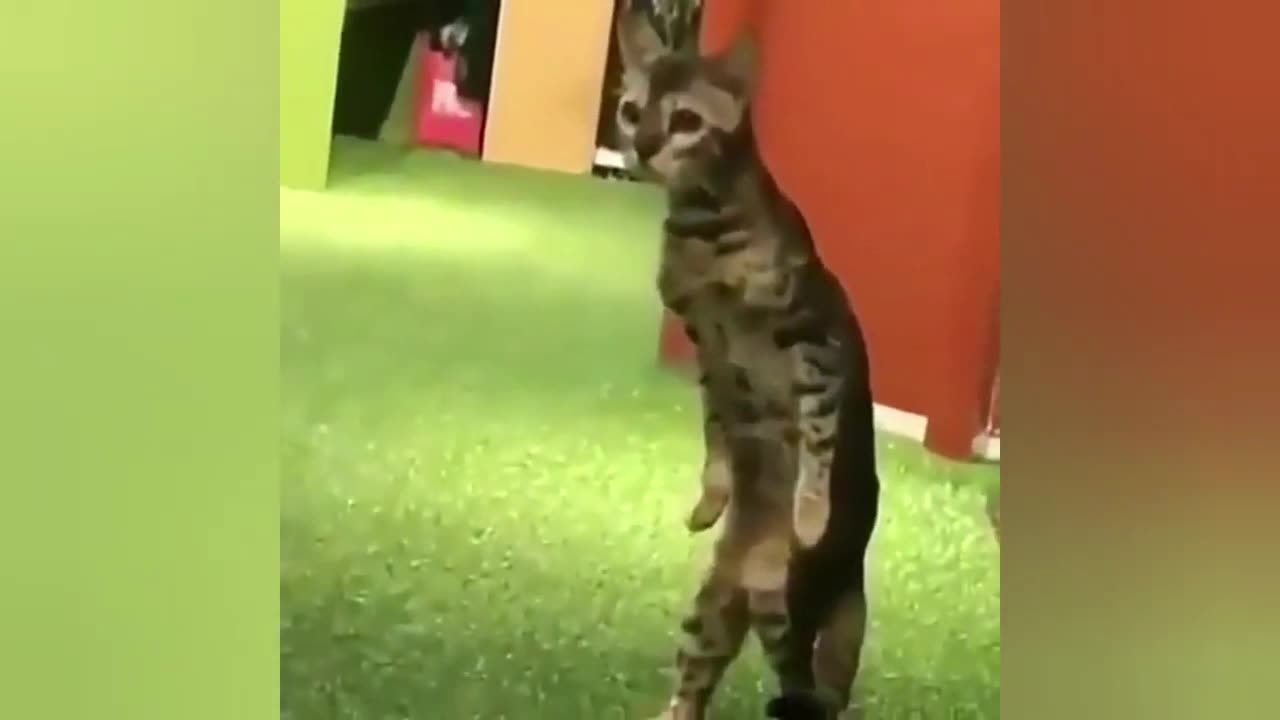 Best funny cat videos 2