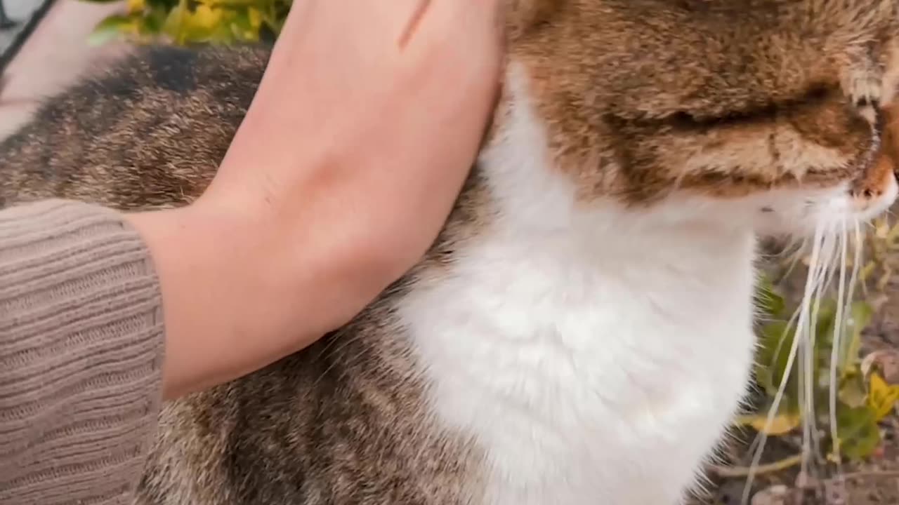 Soothing Moments: A Person's Tender Petting of a Contented Cat