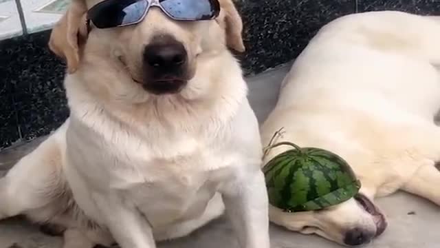 Funniest & Cutest Labrador Puppies #2 - Funny Puppy Videos 2020