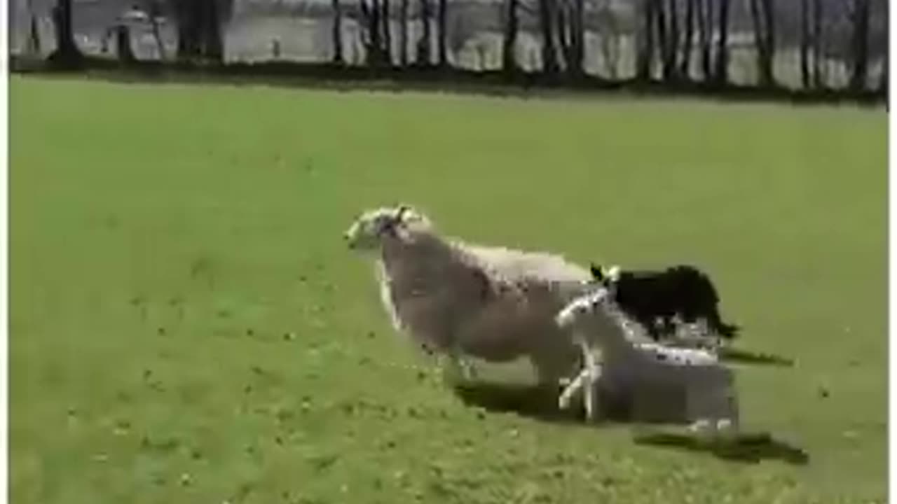 Sheep Dog Skill