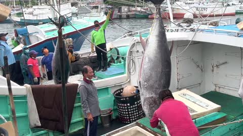 A large trailer was dispatched to tow more than 400 kg of bluefin tuna