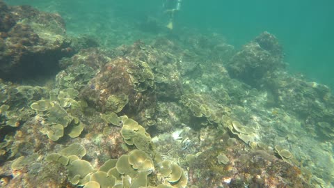 fishes underwater(sea) in thailnad