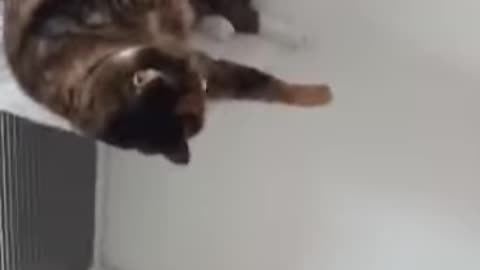 Cat drope hahaha