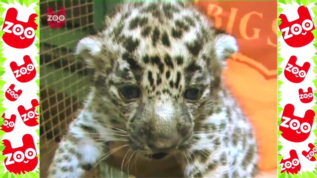 Tiny Newborn Leopard Cubs