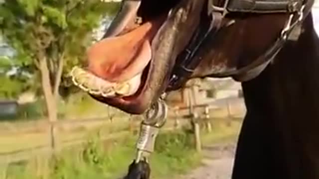 Funny horse singing