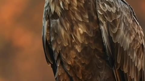 Eagle on a Branch: Majestic Display of Power and Grace