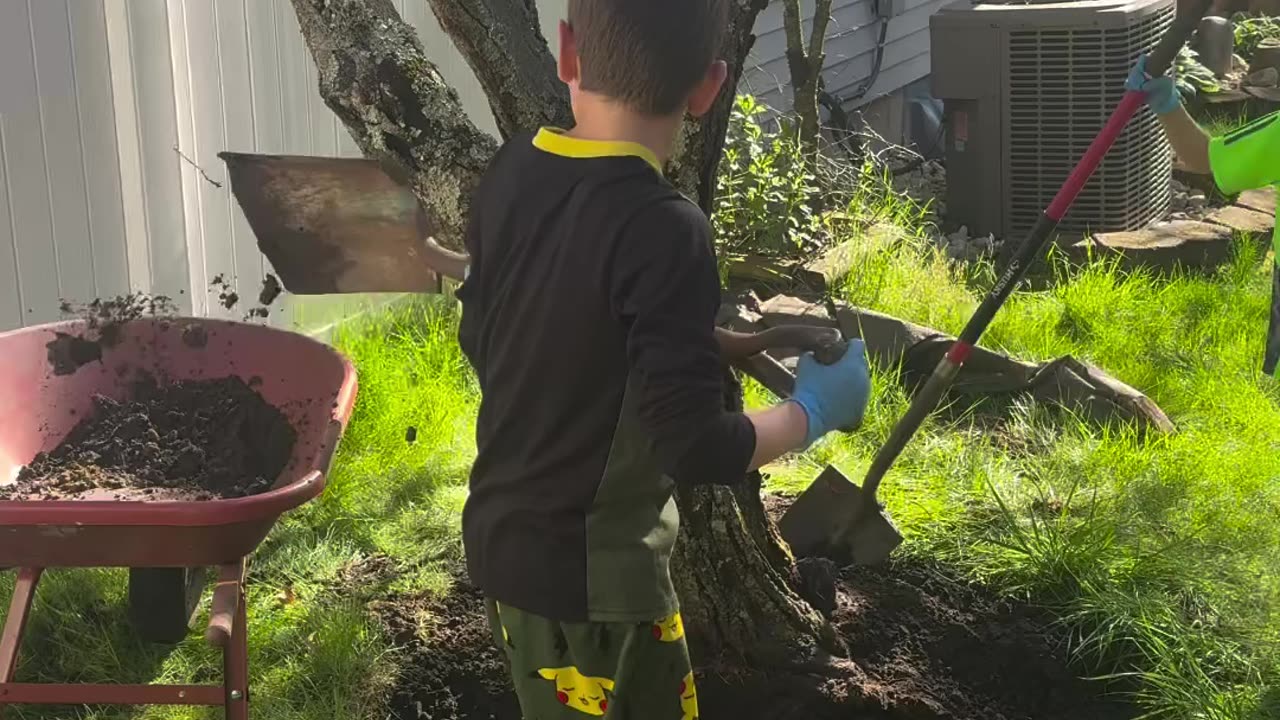 Cherry Plum Tree Removal - Bleed it Out - Lincoln Park