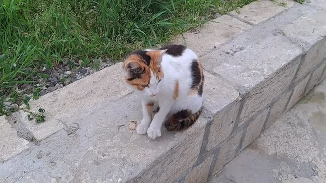 Cute colorful female cat eating food.