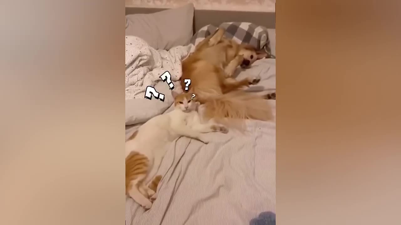 best funny Animal