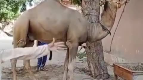 Camel got angry (funny video🤣🤣)