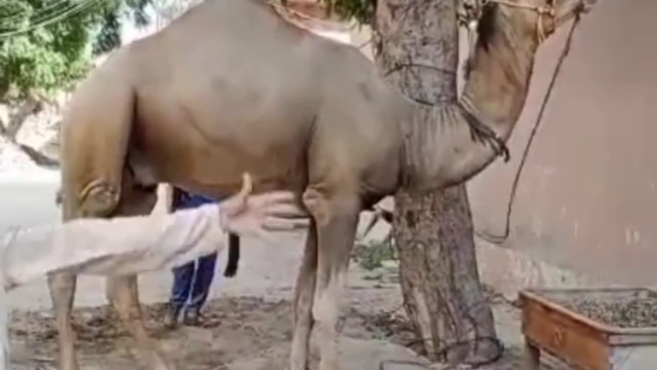 Camel got angry (funny video🤣🤣)