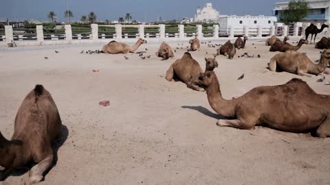 qatar doha football 2022