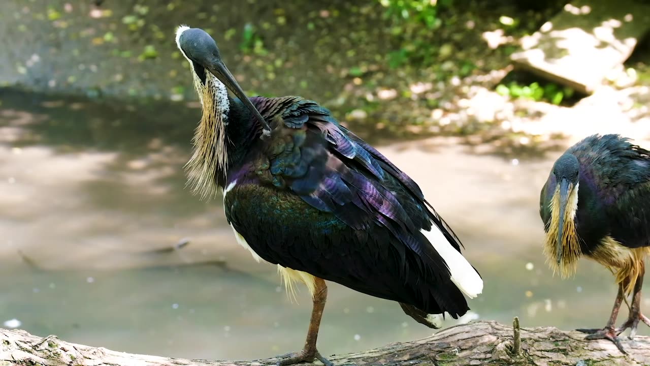 Does anyone know the name of this bird? if you know the name leave us a comment.