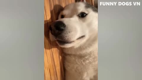 Funniest animal reaction