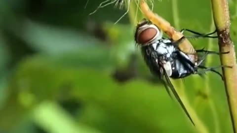 Bot Fly Placing Eggs