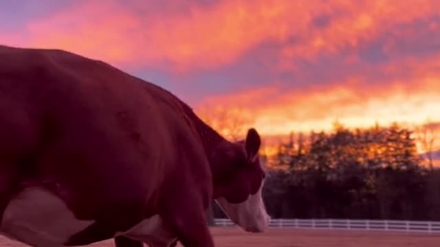 POV: you almost went to slaughter, but instead you're watching the sun set over your sanctuary