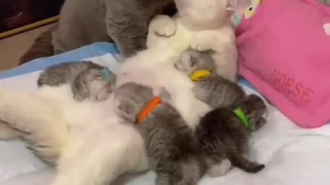 Daddy who never leaves his wife alone ,Cats flying lover