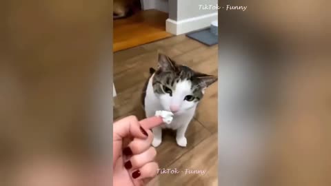 Best Funny Dogs And Cats Videos 😅 - Funniest Animals Videos 2023😇