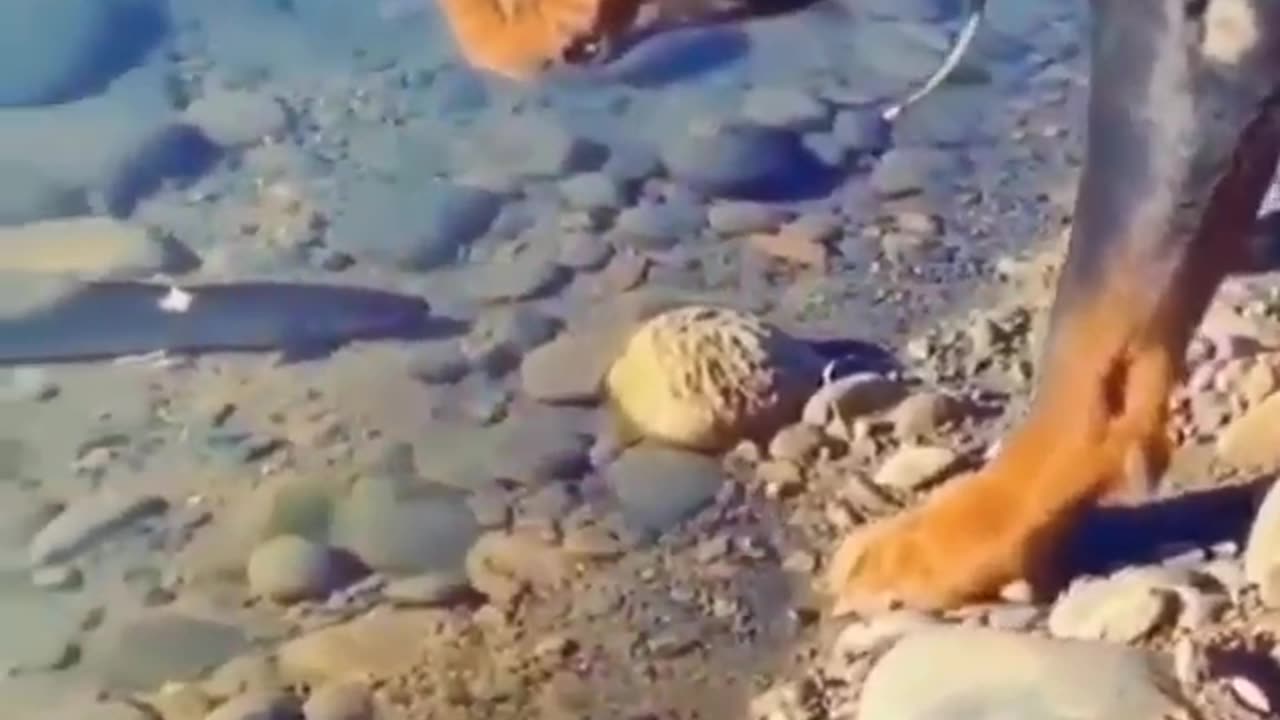 Dog catch the fish