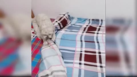 Funny Cat and Dog Videos That Will Make Your Day