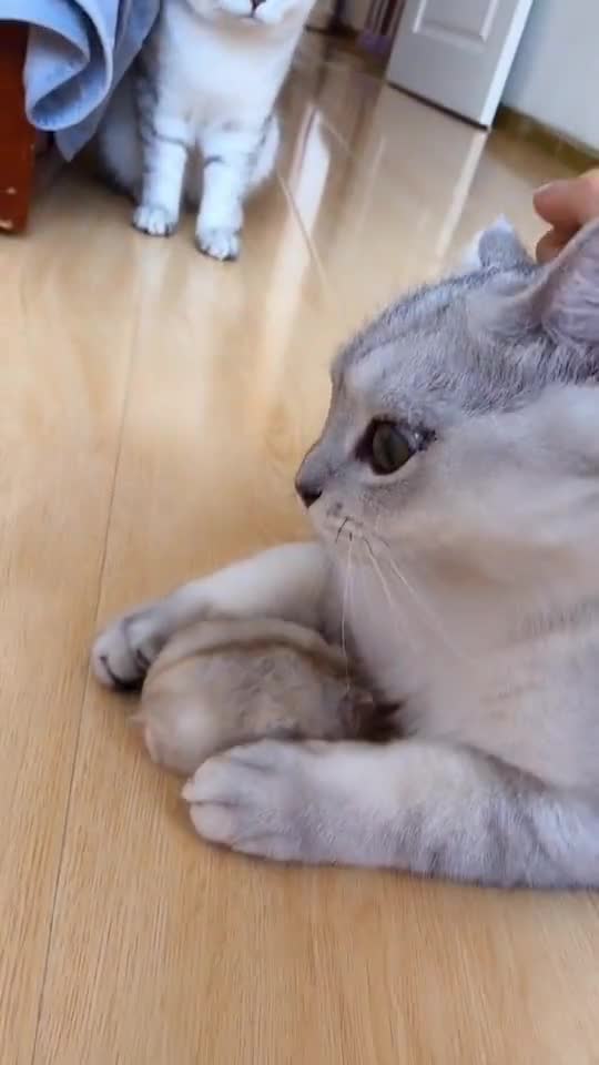 🤣HOLDING YOUR LAUGH while Watching these video😹 - Funny Cats Life