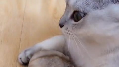 🤣HOLDING YOUR LAUGH while Watching these video😹 - Funny Cats Life