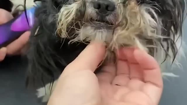 Old Matted Stray Dog Gets A Haircut And Turns Out To Be A Puppy _ The Dodo