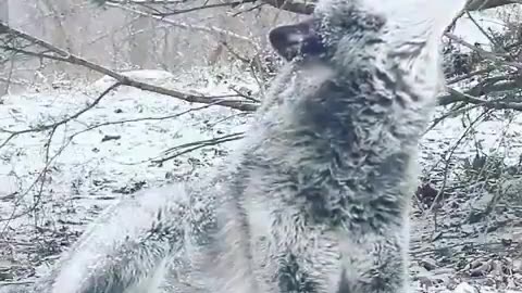 A beautiful Wolf