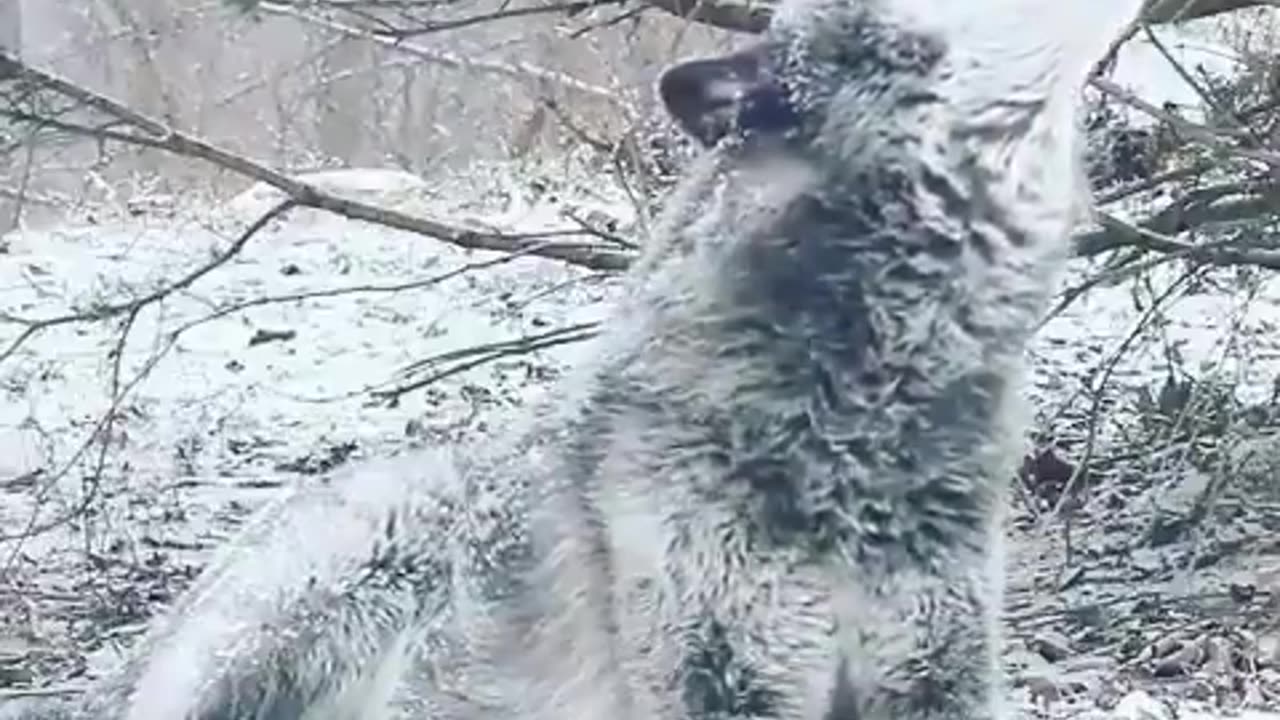 A beautiful Wolf