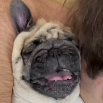 If Donald Duck Was A Dog