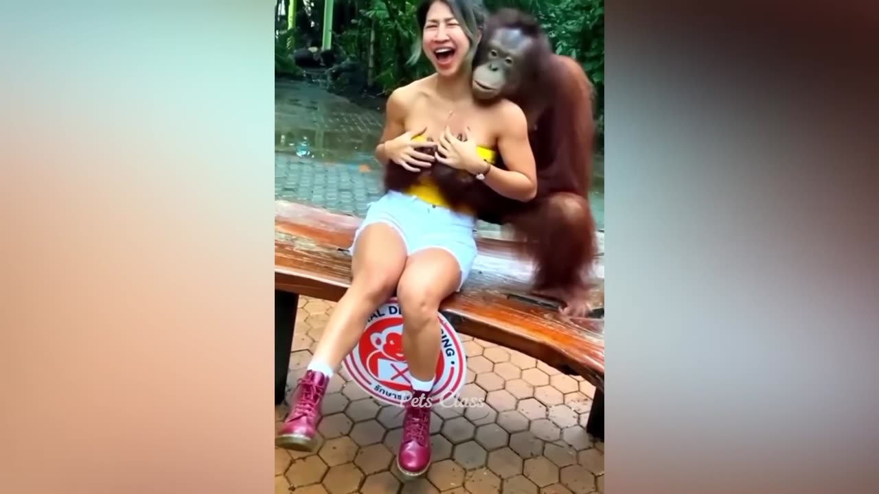 Funny Animal Videos